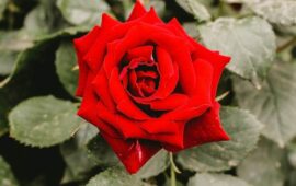 Otto Marzo, auguri a tutte le donne del mondo!