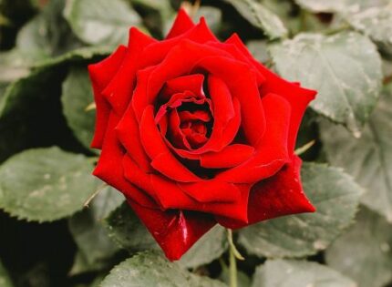 Otto Marzo, auguri a tutte le donne del mondo!